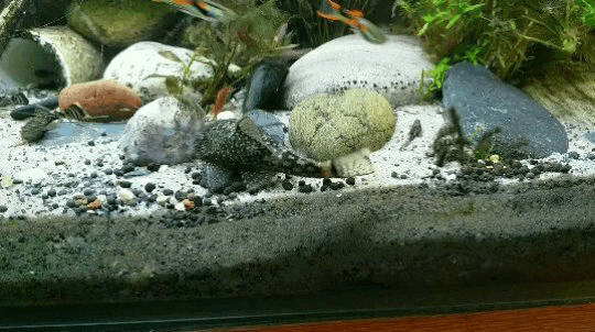 palaeoplushies:I love my horrible gremlin fish so much.