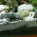 palaeoplushies:I love my horrible gremlin fish so much.