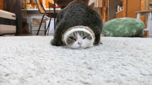clavery111:sizvideos:Maru get stuck in a sleeve, then get sat on - Full videoI cannot stop laughing