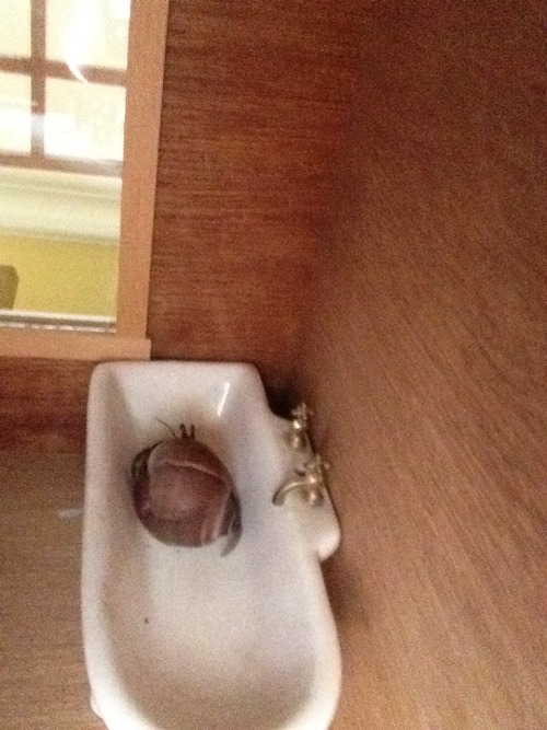 memefuckery:  intellectualpizza:  memefuckery:  I had a hermit crab and a dollhouse…..  SWEET BABY JESUS I THOUGHT IT WAS A NORMAL HOUSE AND YOU HAD SOME SORT OF HUGE ASS CRUSTACEAN LIVING IN IT AND I ALMOST PASSED OUT  It’s okay, like 12 other people
