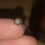 jarofsnails