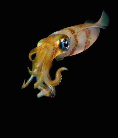 nevver:  Monsters of the deep, Joshua Lambus
