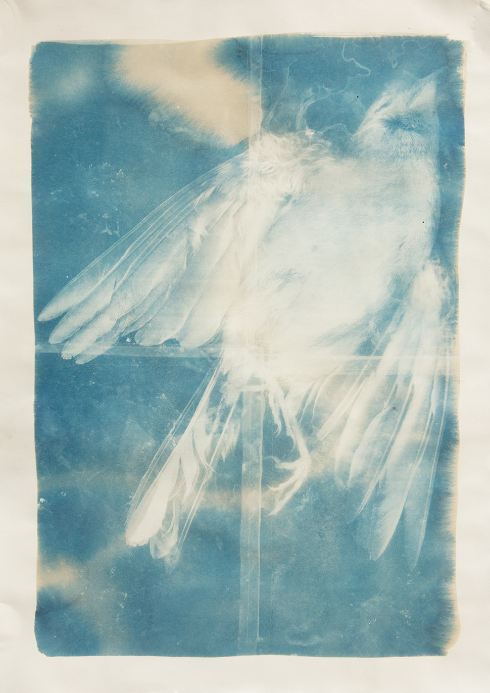 Wet-Cyanotype
Buchfink
“presents from our cats”
Triptychon
A2
2020