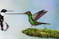 funnywildlife:  Back off!!!A sword-billed hummingbird fending off a collared inca hummingbird in Ecuadorby Jan van der Greef