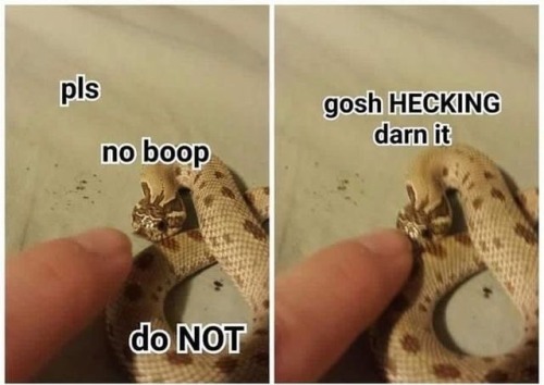 sillymommy: Boop the snakey
