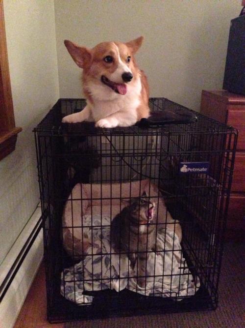 awwww-cute:Leave my Corgi with my sisters cat for two seconds