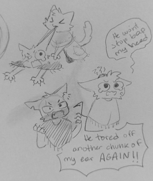 Kitten Fight Between Baal And Aym!