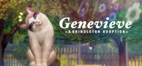 Adopt Genevieve! ฅ ’ω’ ฅShe is fluffy, she is elegant, she is boiled little Gen the ragdoll.Download