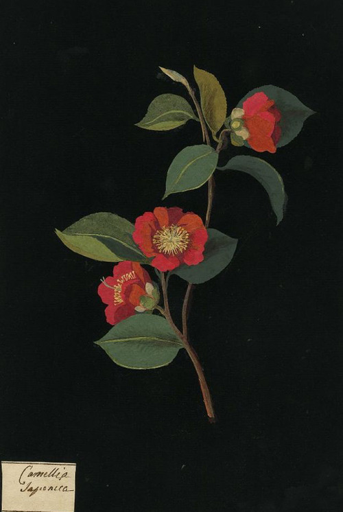 inland-delta:   Mary Delaney, Paper collage of Camellia japonica(detail), 1779