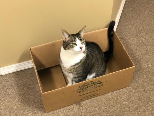 lmaonade: lmaonade:  LOVE to see a cat in a cardboard box like yes you belong there   