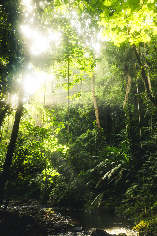 jonahreenders: there’s a unique feeling given off by the rainforest, being part of something that i