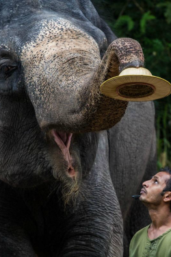 ilaurens:  Asian Elephant - By: (Simon Tong)