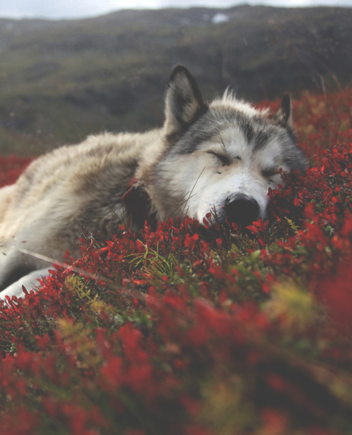 Awwwwwwwwwwwwww :3 On We Heart It.