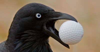 todaysbird:bastardous crow moodboard 