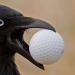 todaysbird:bastardous crow moodboard 