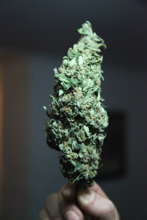 Paz e Ganja