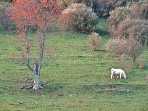 Hillside grazing.