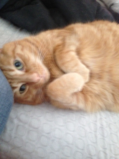 this is my cat and he is very fat