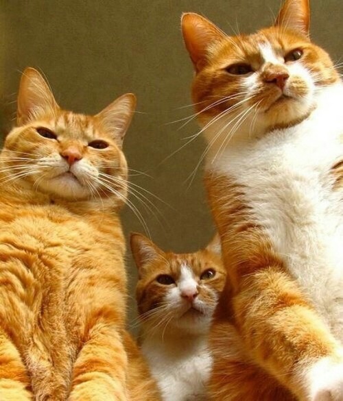 my-wanton-self:  You came to the wrong neighbourhood, Non-ginger.