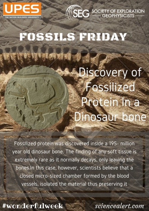 FOSSILS FRIDAY Discovery of Fossilized Protein in a Dinosaur bone. The researchers at the University