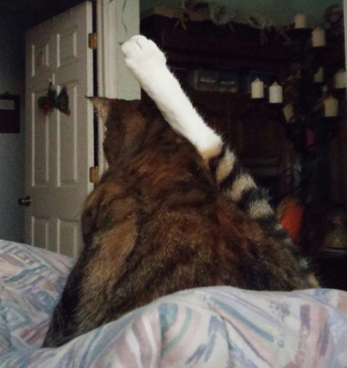 perfdorable:the ol’ razzle dazzle