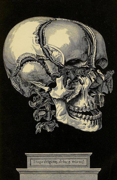 apocalyptic-procession: Disarticulated bones of the skull. Anatomical Atlas, Illustrative of the Str