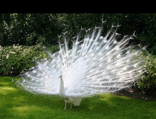 Albino peacock they are so fucking cool