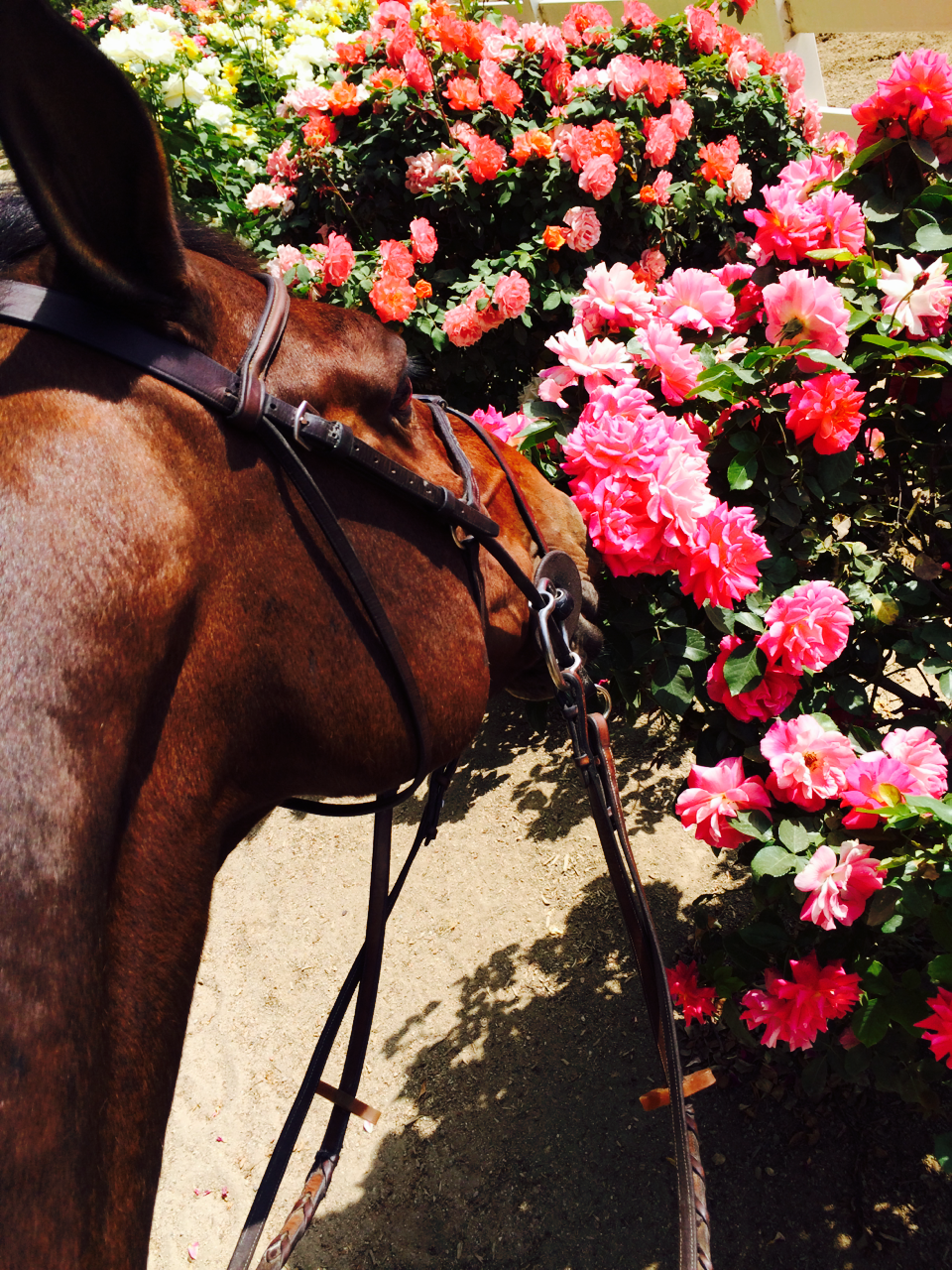 a canter can cure all evil.