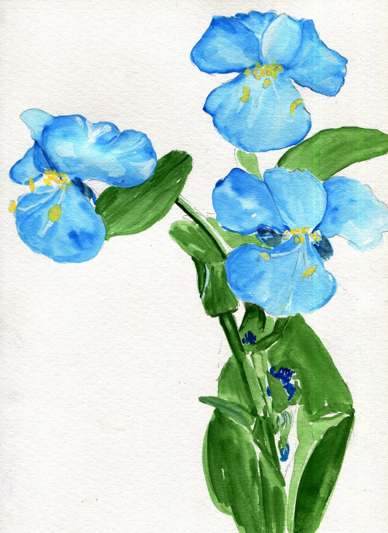 havekat:  Blue Day Watercolor On Paper 2016, 9″x 12″ Commelina, Virginia Dayflower