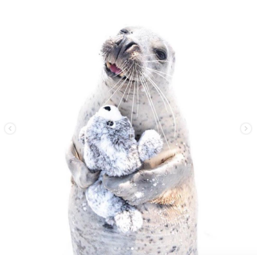 babyanimalgifs:  Real seal and beanie seal porn pictures