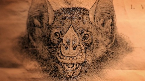 mannyblacque:Bat illustrations from the opening titles of What We Do In The Shadows. [source]