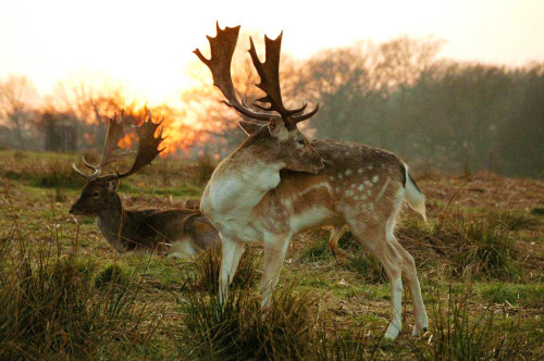 discovergreatbritain: Richmond ParkRichmond Park est le plus grand parc de Londres, et s’étend sur p