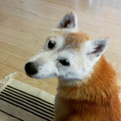 shiba-natsu:  #柴犬 #犬 #いぬ #shiba