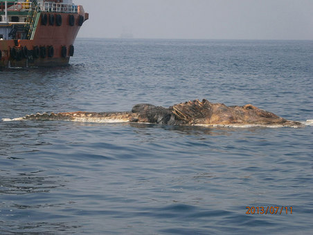 stayy0ungandwild:  jbu1211:  dualpaperbags:  ewok-gia:  Strange Creature Found in the Persian Gulf    What the fuck  BYE 