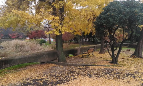 「This is 秋の風景」って感じです。LPレコード のジャケットになりそうな雰囲気ですね。LPレコード って？思いっきり昭和なんですけど〜〜。（笑）#秋の風景　#LPレコード　#昭和 #Autum