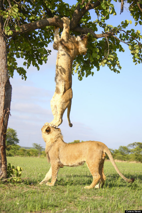 caffeinatedfeminist:  magicalnaturetour:  Lion Gets Stuck In A Tree Before His Brother