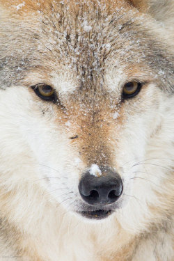 monsterdufromage:  Wolf Eyes on Flickr. 