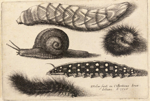 Four Caterpillars and a Snail (State 1), Wenceslas Hollar, 1646Happy birthday to Wenceslas Hollar, b