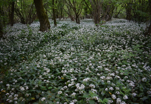 rherlotshadow:wild garlic