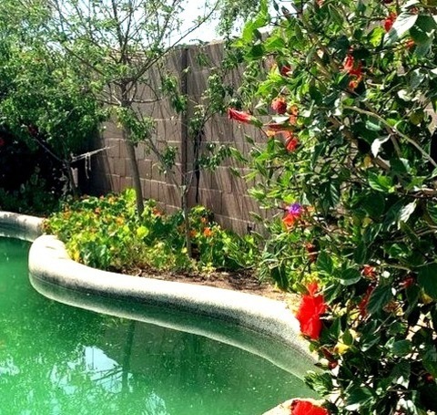 Eclectic Landscape In Phoenix