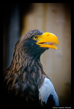 enzolopardopictures:   	KÄRNTEN REPORTAGE – Burg Landskron von Enzo Lopardo    	Über Flickr: 	Portrait of the almighty Steller’s Sea Eagle (Haliaeetus pelagicus) with a wingspan that varies from 1.95 to 2.80 meters!  