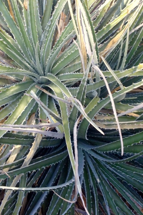 Dyckia fosteriana Most dyckia varieties tend to look like cacti or succulents, but are actually brom