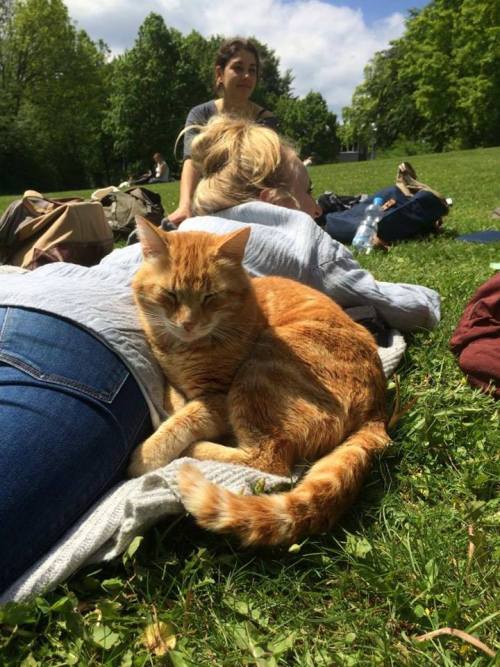 catsbeaversandducks:Cat Comes to University Every Day So She Can Rescue Students with CuddlesFor yea