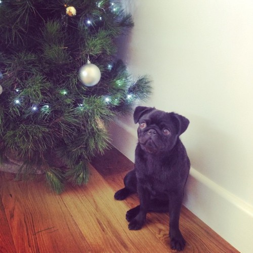 It’s beginning to look a lot like Pugmas … #Gloriathepug