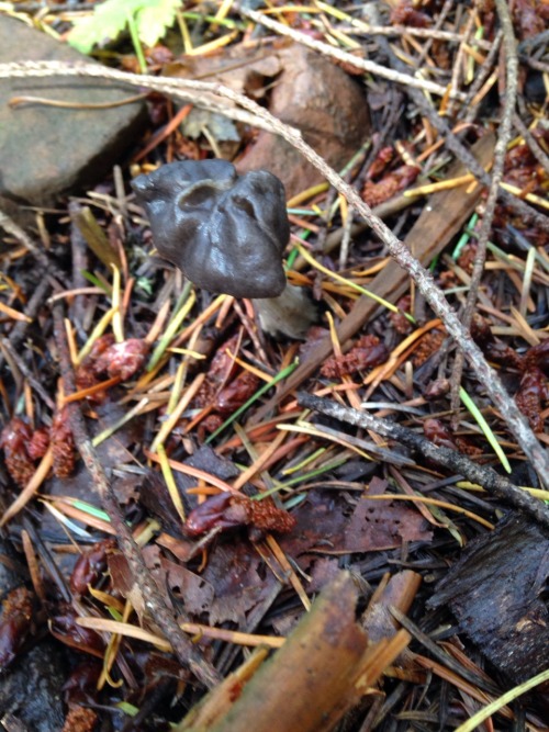 More photos from today&rsquo;s mushroom hunt. (The mushroom in the last photo is called an Elfin Sad