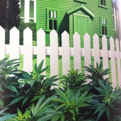 weedporndaily:  My future house #Time #weedporndaily #stayregular #superstoners by @therealwpd