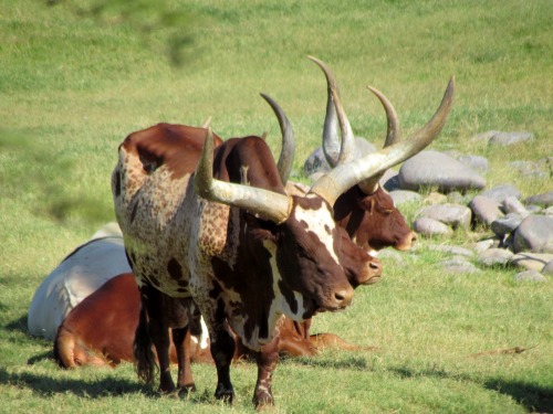 softsweettouch:  wapiti3:   The Ankole-Watusi, also known as Ankole Longhorn is a breed of cattle or