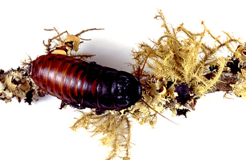 Madagascan Hissing Cockroach (Gromphadorhina portentosa). These large roaches can produce several ty