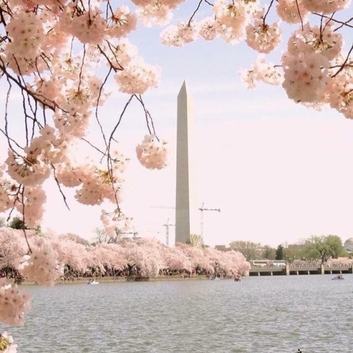 We’re just doing a little reminiscing on this #TBT. 2019 #CherryBlossom Festival will be the b