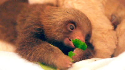aloeasis:Baby sloths for everyone! (More cute critters)